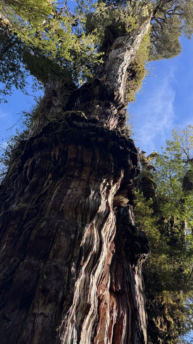 La copa del Gran Abuelo vista desde su base, envuelta en el dosel del bosque